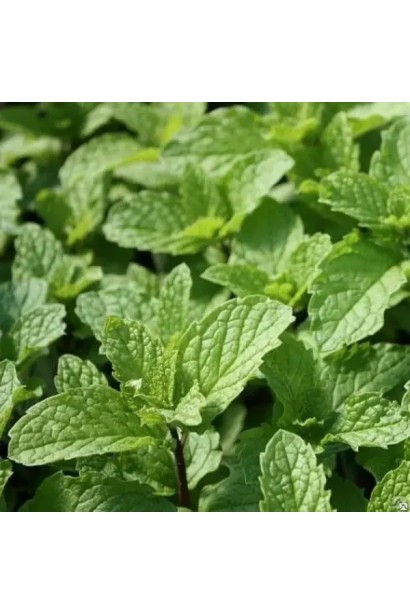 М’ята коктейльна листя